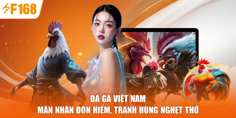 Đá Gà Việt Nam - Mãn Nhãn Đòn Hiểm, Tranh Hùng Nghẹt Thở