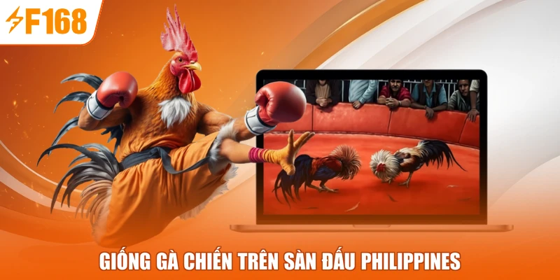 Giống gà chiến trên sàn đấu Philippines
